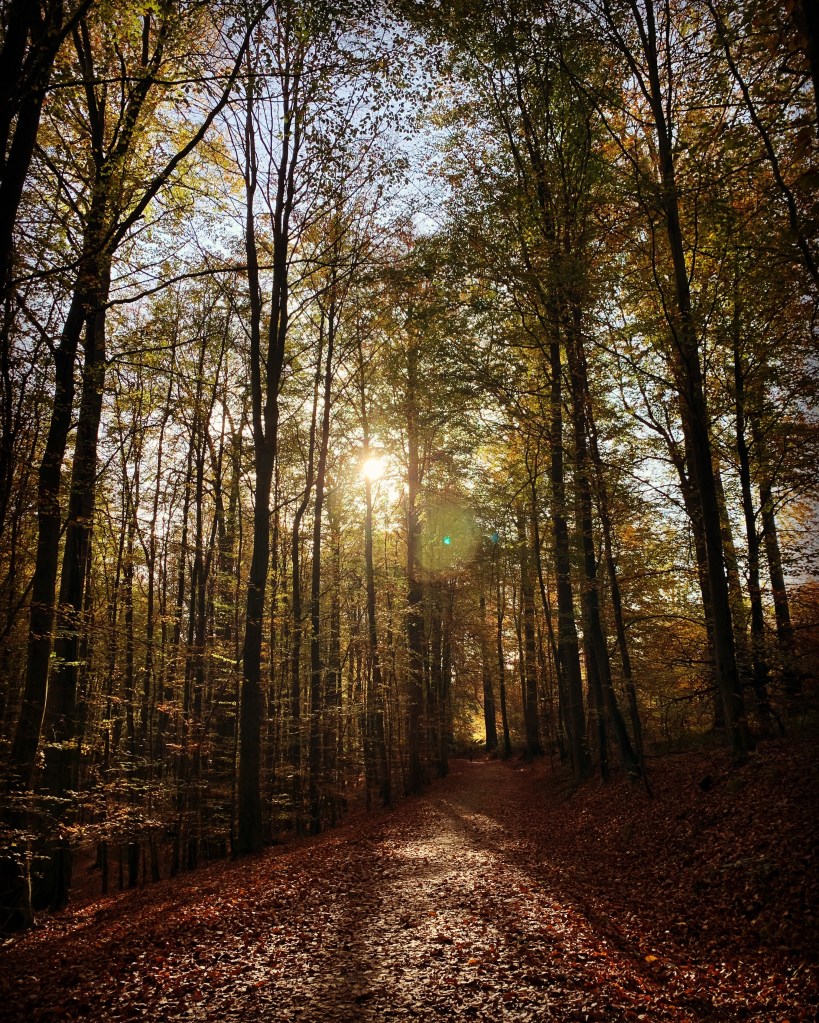 een weg tussen bomen in het bos met de zon die tussen de bomen door zichbaar is